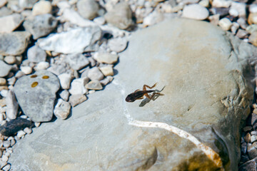 Frog tadpole, anuran swimming in a lake with pebbles stones. Metamorphosis, tadpole with legs or a young frog with a tail under water. Small animal wildlife cycle concept.