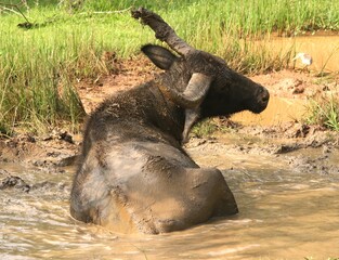 Brave Buffalo in The Mud Water