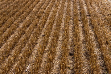 Stubble in the field after harvest. Cut stalks of cereals in the field. Slender rows of grain crops