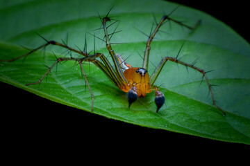 green shield bug