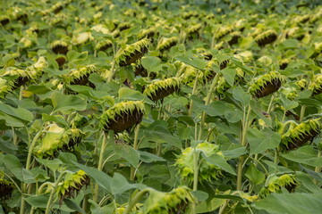 A basket of ripe sunflower on the field
