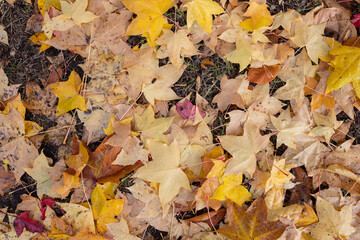 Autumn background. Fallen red and yellow maple leaves.
