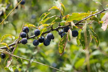 Blackthorn sloe or prunus spinosa growing on a tree branch