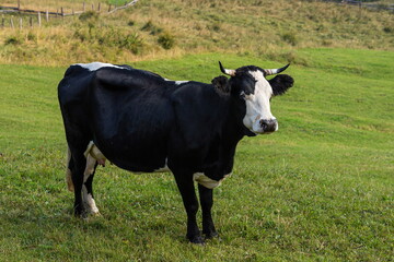 cows graze on the green grass of the mountain slope