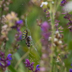 Wild predatory wasp spider, Argiope bruennichi, with striking yellow and black stripes on abdomen, catch prey in its trap web and paralyse and wrap it