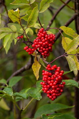 Characteristic and showy small mountain tree with red berries. Sorbus aucuparia, commonly called rowan and mountain-ash