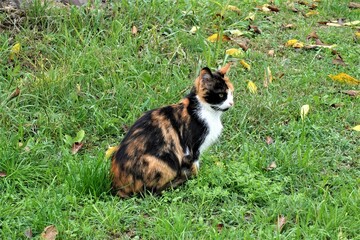 Pictures of a cat in nature, Stock Photos