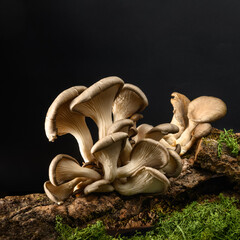 A group of mushrooms on the bark of a tree. Oyster mushrooms (Veshenki). Moss and grass from below....