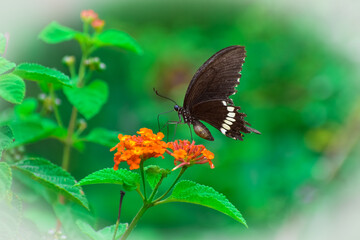 A common mormon butterfly on lantana camara flower.