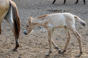 Colt of horse przewalski, Wild horse, Przewalski's horses are the only wild relatives of horses living now