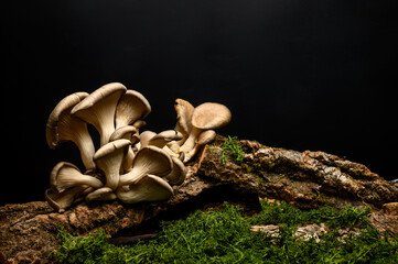 A group of mushrooms on the bark of a tree. Oyster mushrooms (Veshenki). Moss and grass from below. Black background. - obrazy, fototapety, plakaty