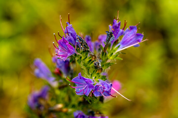 Echium vulgare flower growing in field, macro