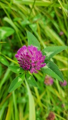 close up of a pink flower