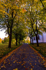 autumn alley in the park