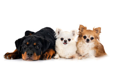 Obraz premium puppy rottweiler and chihuahuas