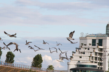 Seagull fly on the beach in Black sea