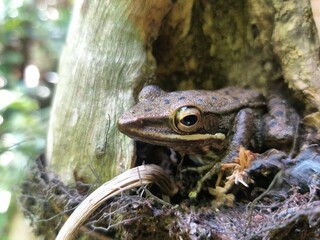 frog on the ground