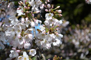 honey bee in blossom 