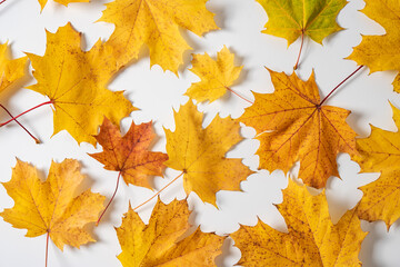 Naklejka na ściany i meble autumn maple colorful leaves on a white background. Top view