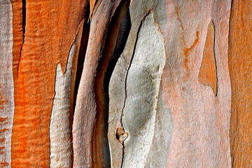 Colorful Eucalyptus bark abstract