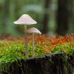Beautiful closeup of forest mushrooms. Gathering mushrooms. Mushrooms photo, forest photo,