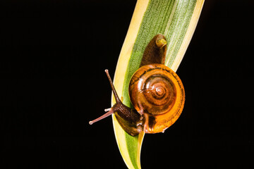 Small brown snail on the twig, Snail crawling on the leaves and twigs picked up at close range