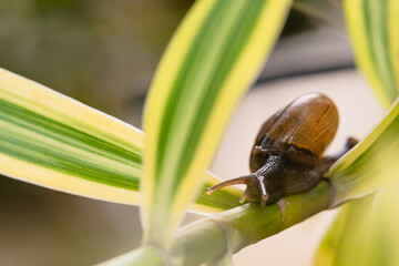 Small brown snail on the twig, Snail crawling on the leaves and twigs picked up at close range