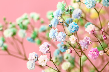 Beautiful colorful gypsophila flowers on color background, closeup