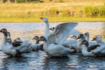 Farm life. A flock of white and gray geese swims in a blue pond