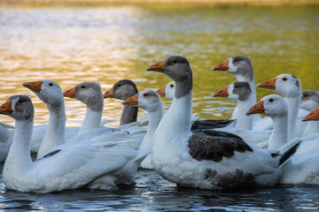 Obraz premium Farm life. A flock of white and gray geese swims in a blue pond