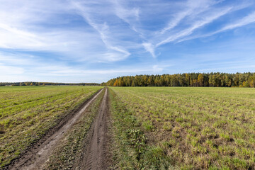 Dirt road through the green field to the horizon. Farming landscape with clear blue sky. Panoramic picture with country road.