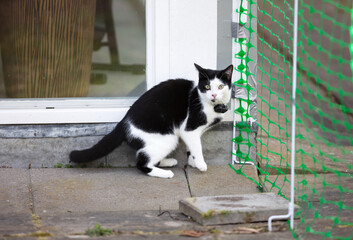 Small cat wearing gps tracker outdoors