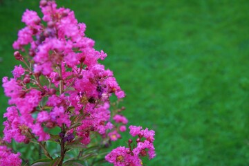 Obraz premium View of flowers of crepe myrtle tree in Sapanca, Turkey.