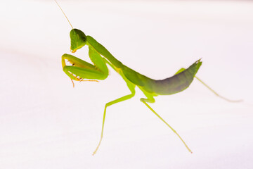 mantis is waiting for prey,known for its aggressive nature