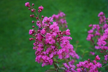 View of flowers of crepe myrtle tree in Sapanca, Turkey.