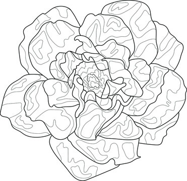 Realistic graphic peony flower sketch template. Cartoon chinese rose vector illustration in black and white for games, background, pattern, decor. Print for fabrics. Coloring paper, page, story book