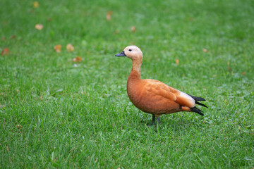 wild ducks in the park on the surface of the water and on the lawn