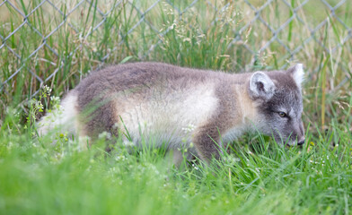Very young polar fox