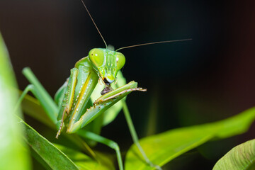 mantis is waiting for prey,known for its aggressive nature