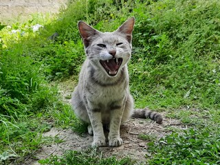 Cat growling in the backyard