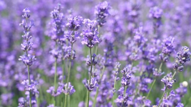 Summer purple lavender field background. Bunch of scented flowers in lavanda fields. Purple scented flowering plant, field of flowers