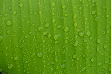 Plakat water drops on green leaf