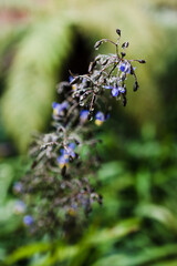 native Australian dianella grass with flowers and droplets of water on it shot outdoor