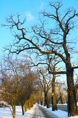 A large tree without leaves in winter against the blue sky.