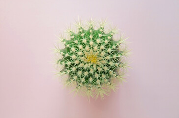 Top view of a green cactus with large sharp spines on a colored pastel background. Houseplant Golden Barrel Cactus, Echinocactus Grusonii Plant. Close-up, copy space.