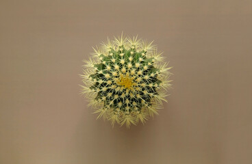 Top view of a green cactus with large sharp spines on a colored pastel background. Houseplant Golden Barrel Cactus, Echinocactus Grusonii Plant. Close-up, copy space.