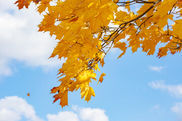 A yellow branch of an autumn maple on a blue sky background