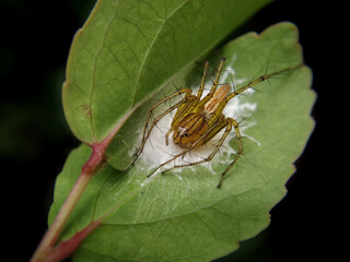 Closeup of a female lynx spider with her eggs on plant leaf
