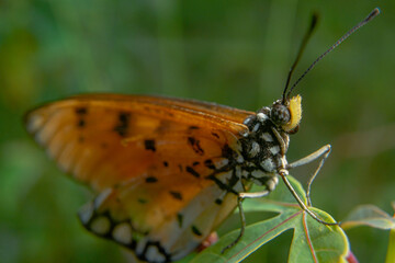 Beautiful little butterfly sitting on a branch of heather In the morning dew. Beautiful butterfly and a drop of dew