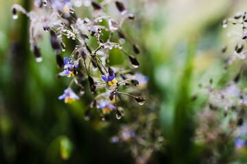 native Australian dianella grass with flowers and droplets of water on it shot outdoor